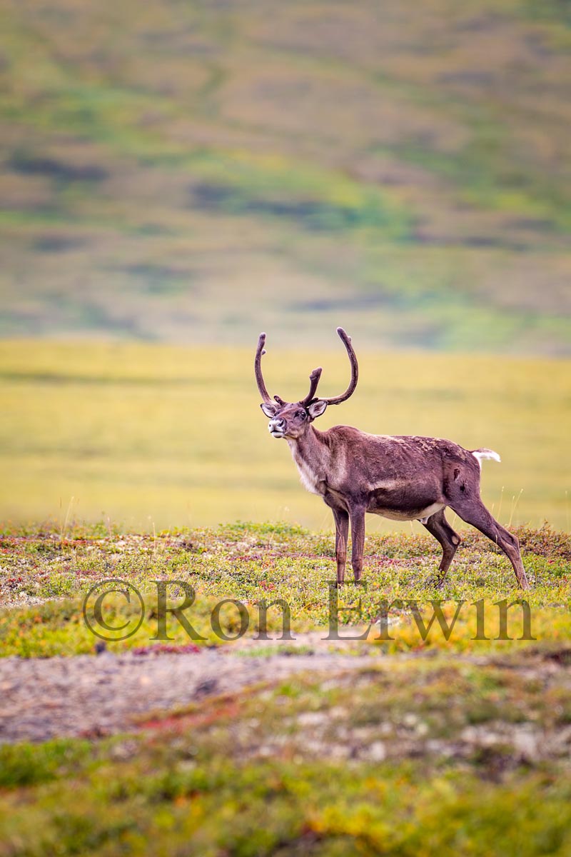 Porcupine Caribou