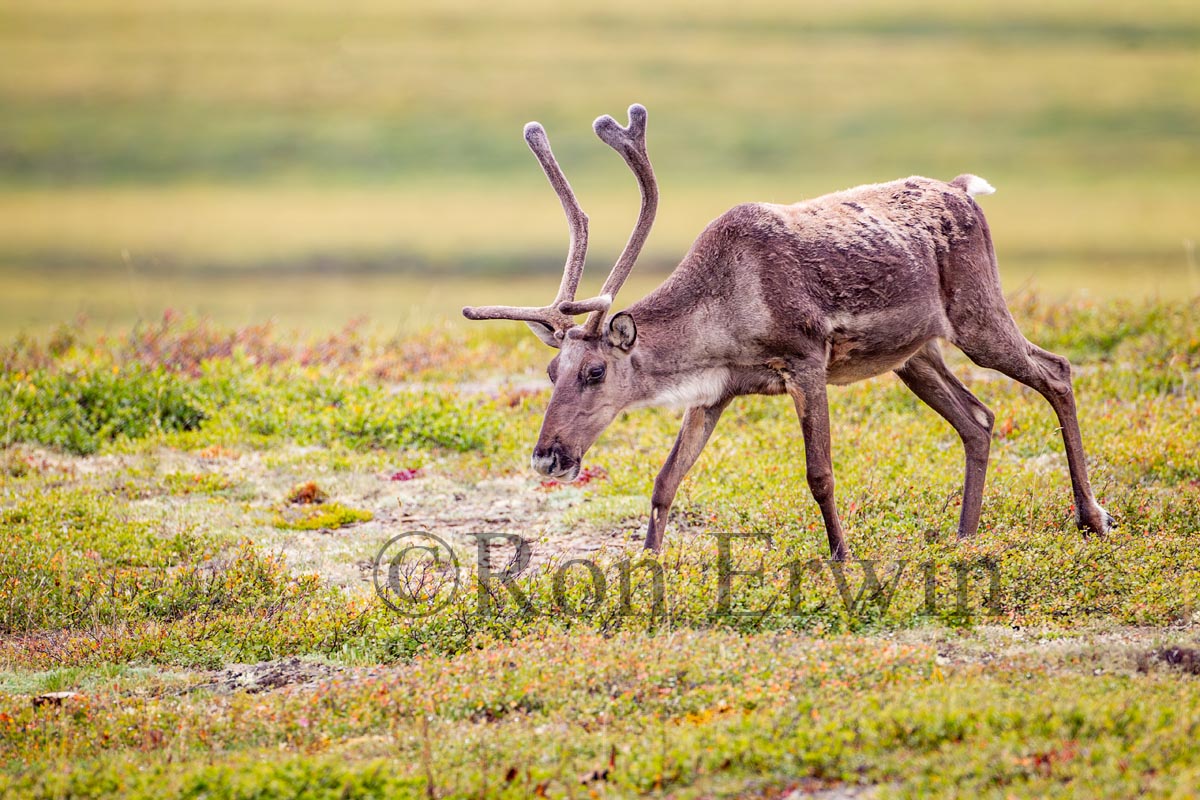 Porcupine Caribou
