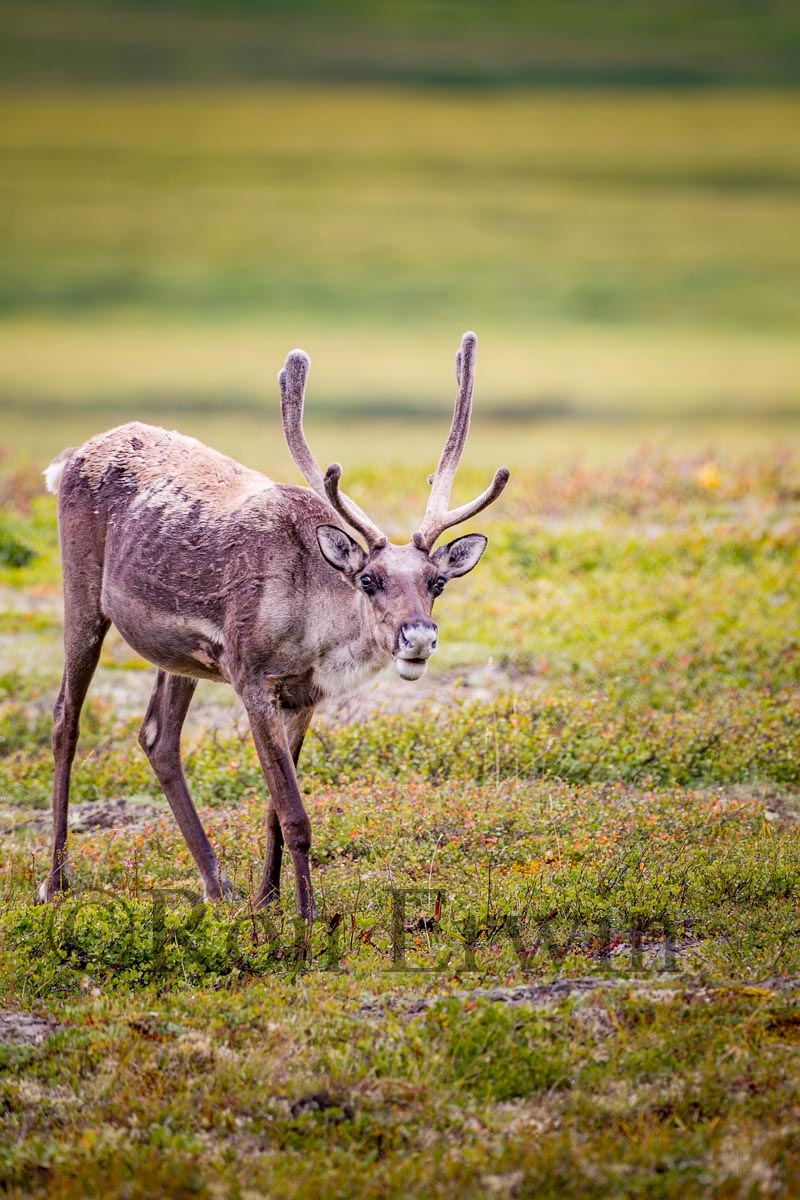 Porcupine Caribou