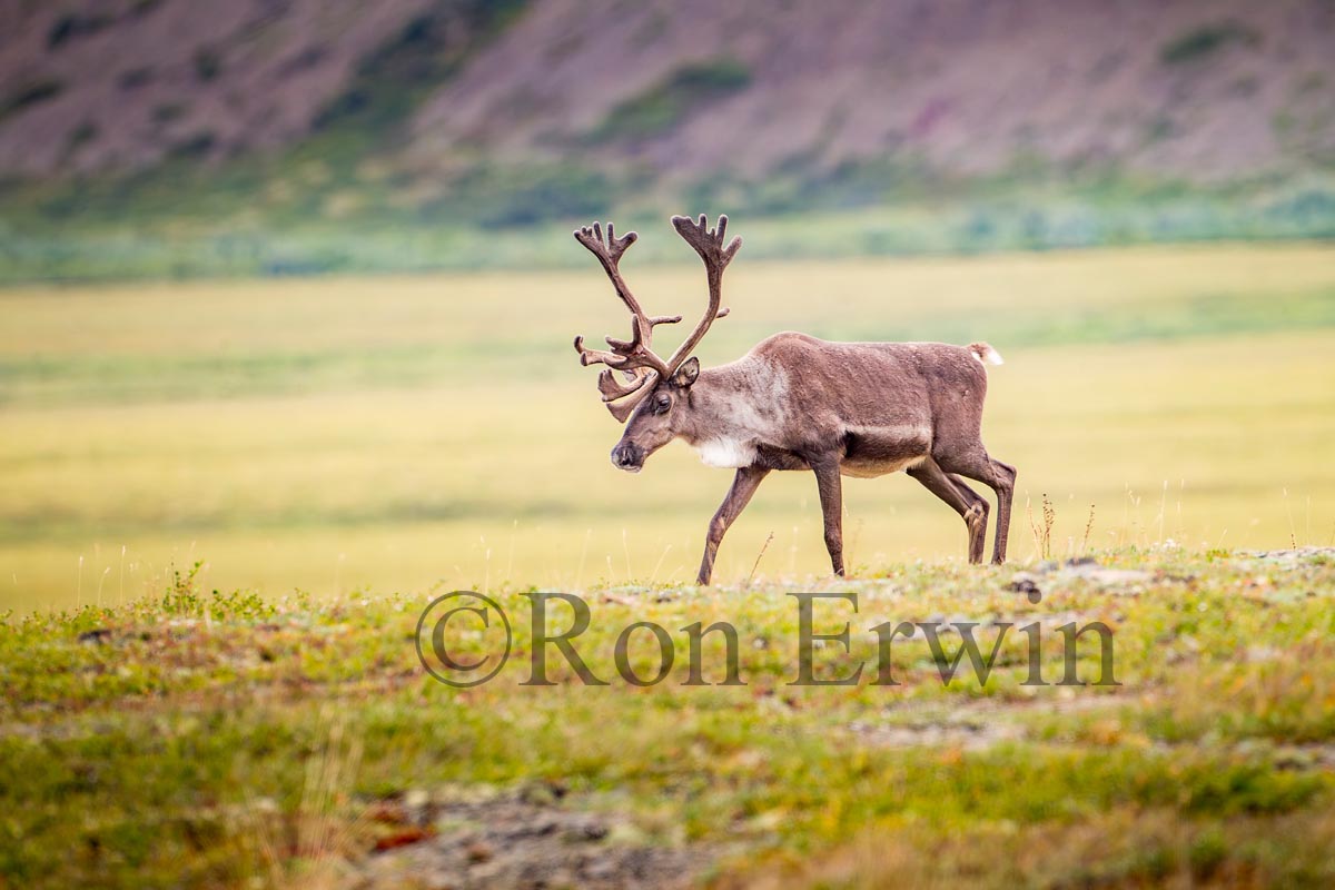 Porcupine Caribou