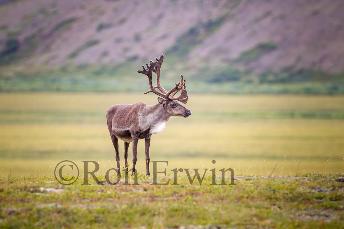 Porcupine Caribou