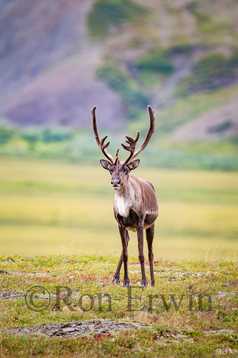 Porcupine Caribou