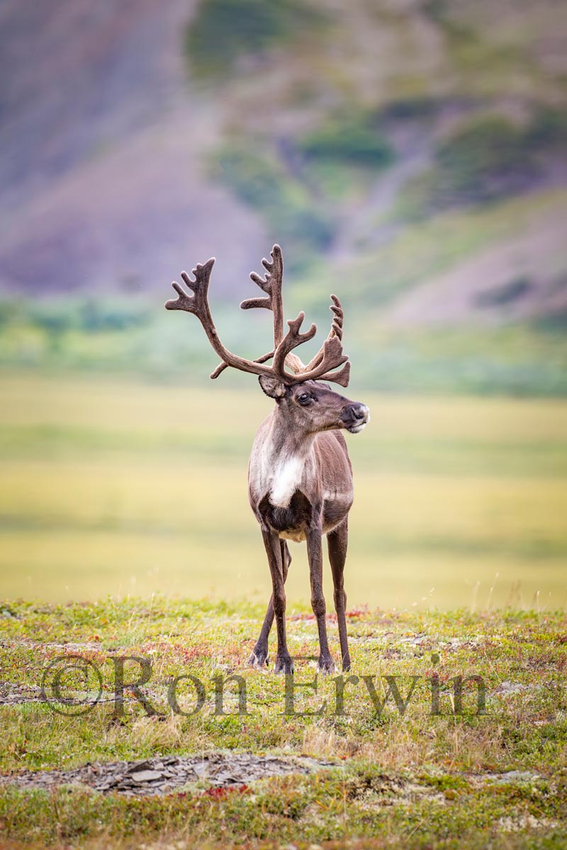 Porcupine Caribou
