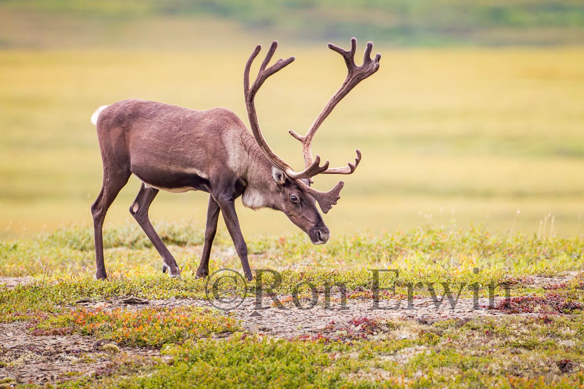 Porcupine Caribou