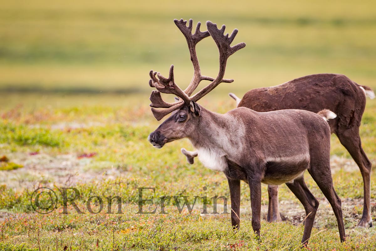 Porcupine Caribou