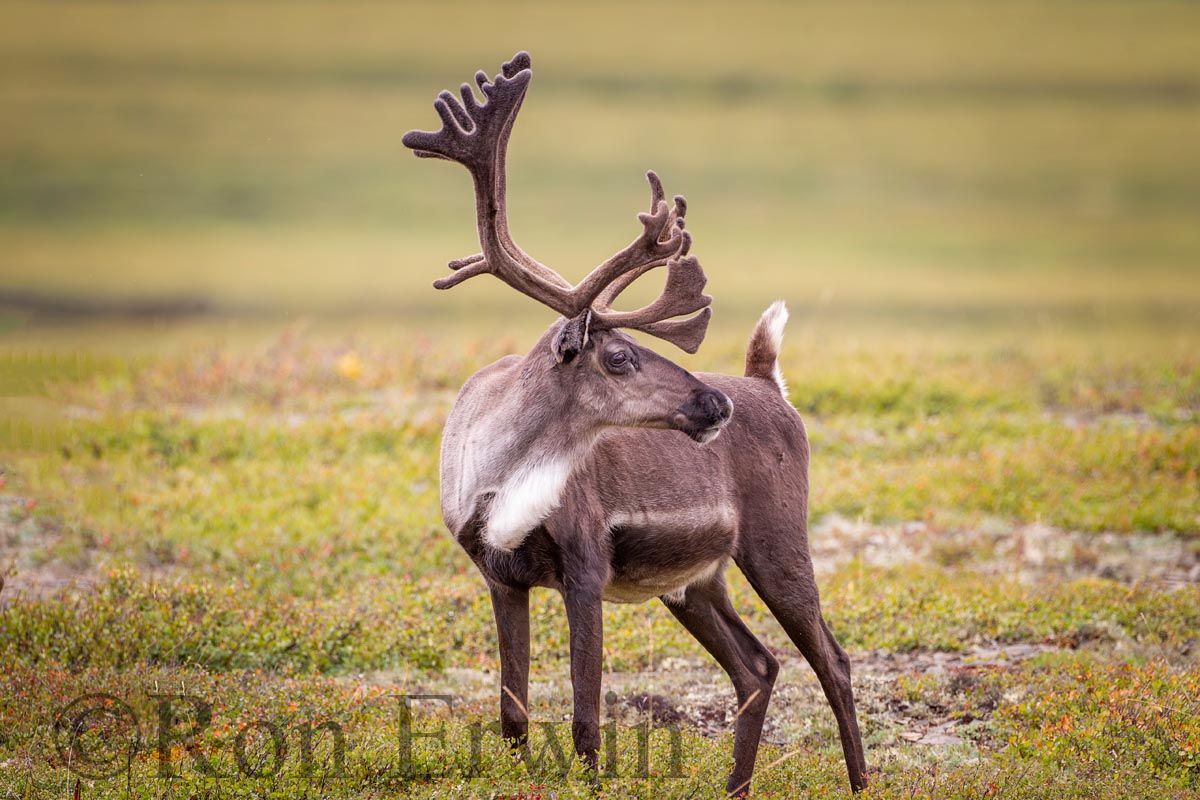 Porcupine Caribou