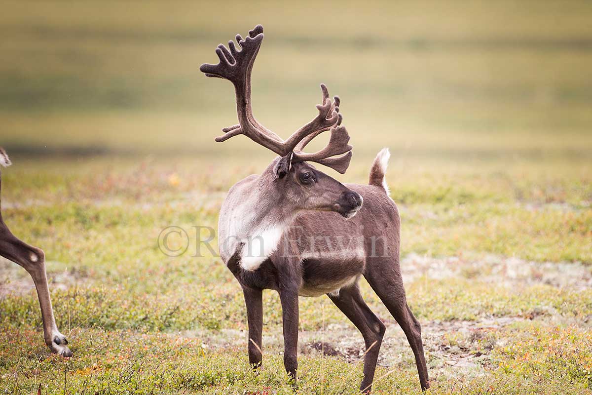 Porcupine Caribou