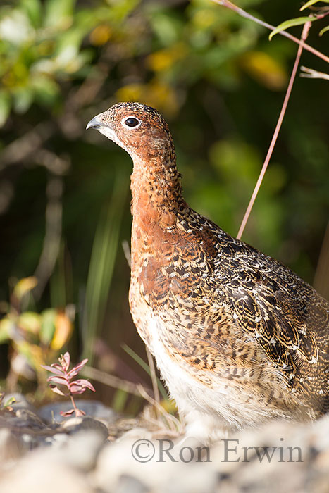 Willow Ptarmigan