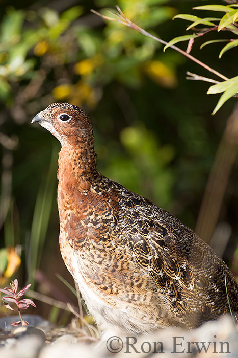 Willow Ptarmigan