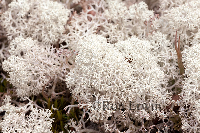 Reindeer Lichen