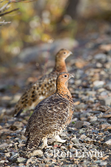 Willow Ptarmigans