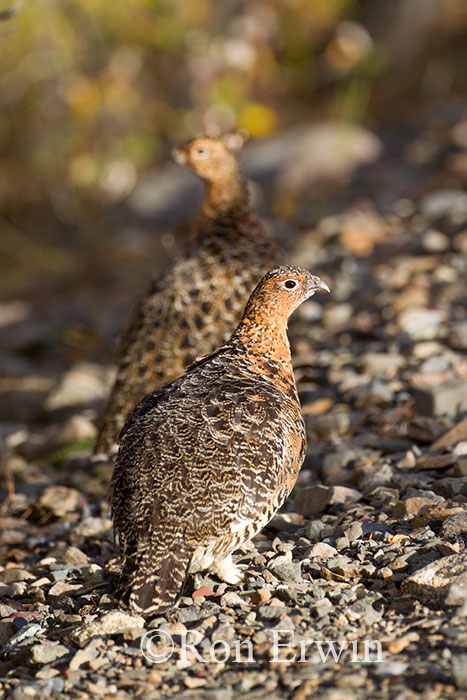 Willow Ptarmigans