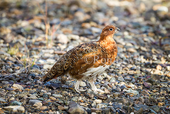 Male Willow Ptarmigan