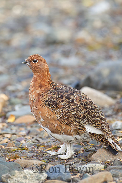 Male Willow Ptarmigan