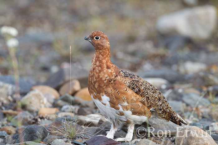 Male Willow Ptarmigan