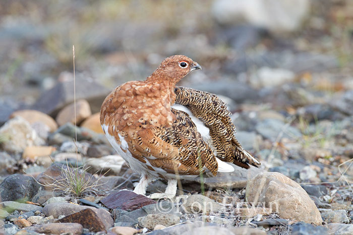 Male Willow Ptarmigan