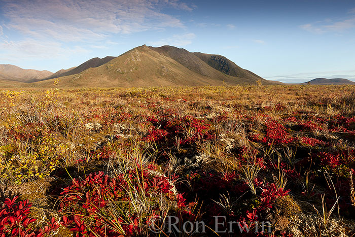 Autumn in the Blackstone Range, YT