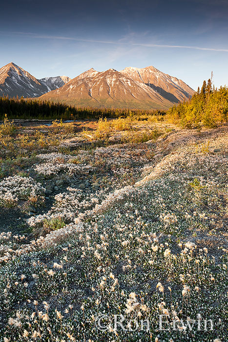 Quill Creek, Kluane, YT