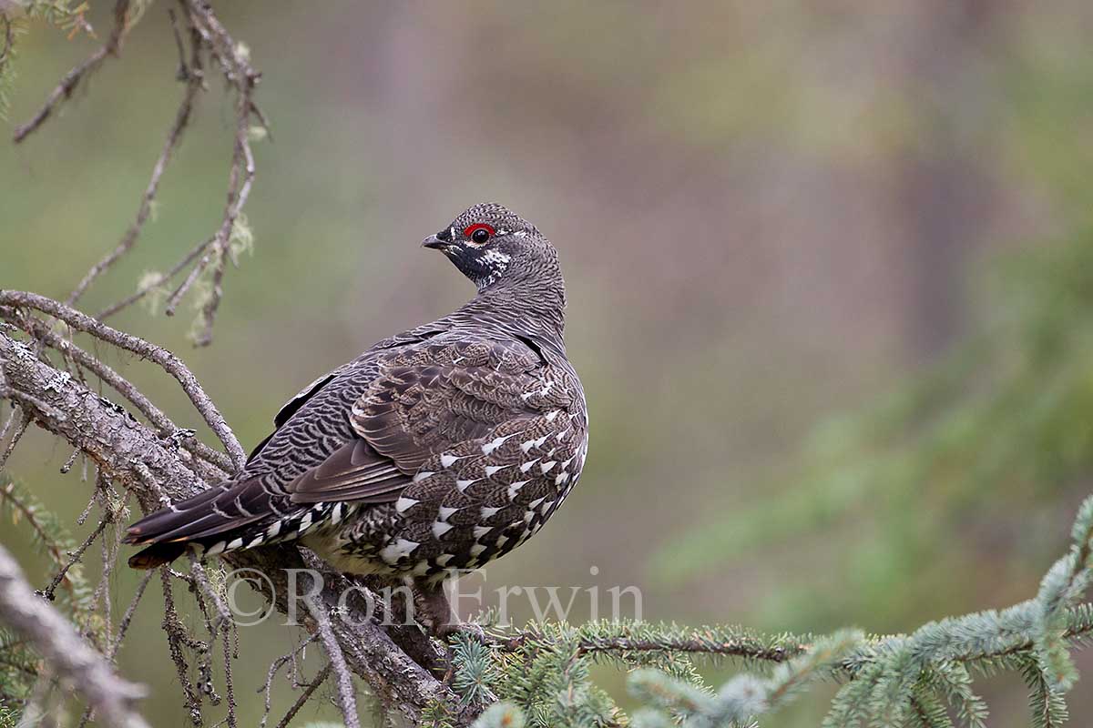 Male Spruce Grouse