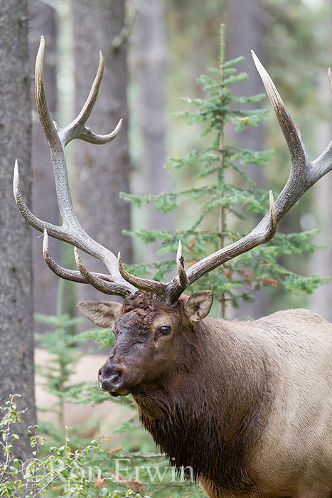 Bull Elk