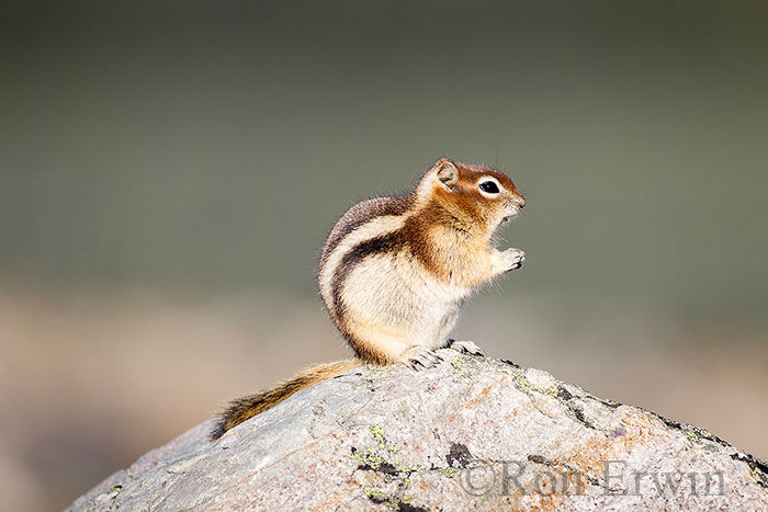 Golden-Mantled Ground Squirrel