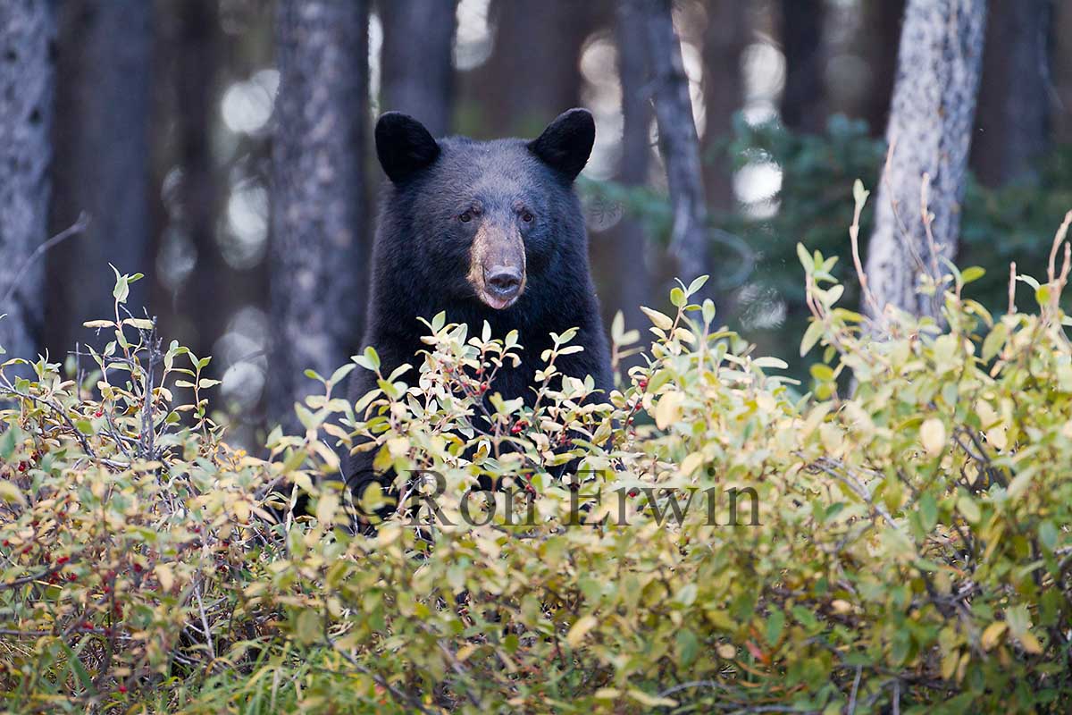 Black Bear
