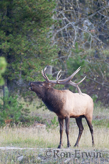 Bugling Bull Elk