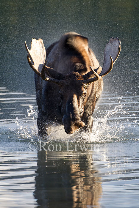 Bull Moose