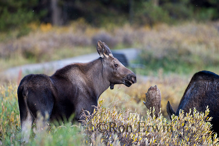 Moose in Jasper