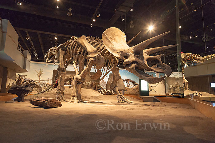 Royal Tyrrell Museum Exhibit