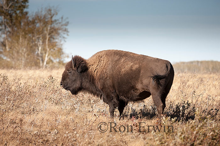 Plains Bison