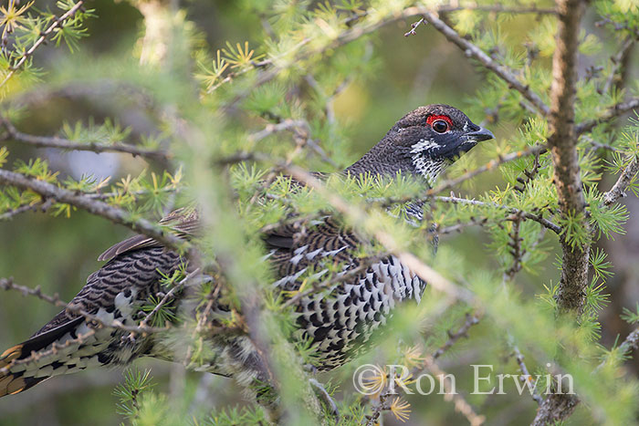 Male Spruce Grouse