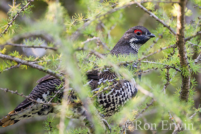 Male Spruce Grouse
