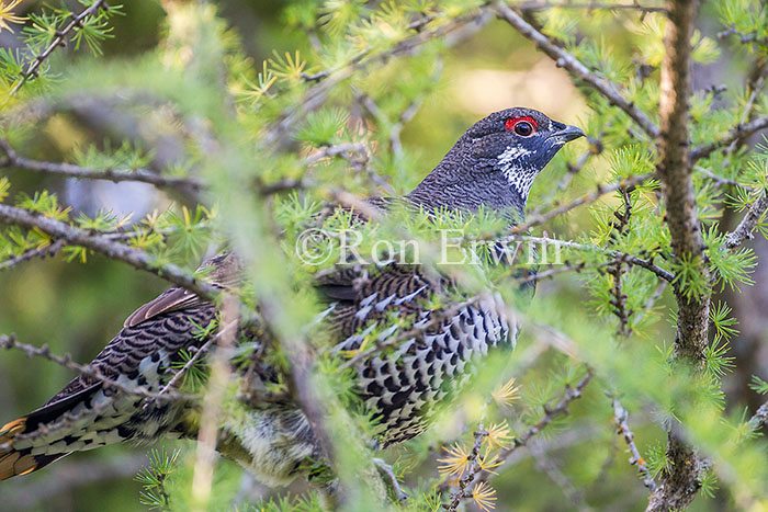 Male Spruce Grouse