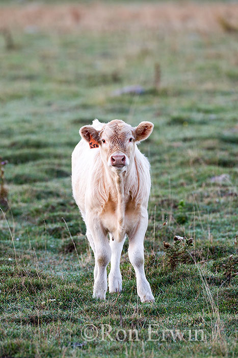 Charolais Calf