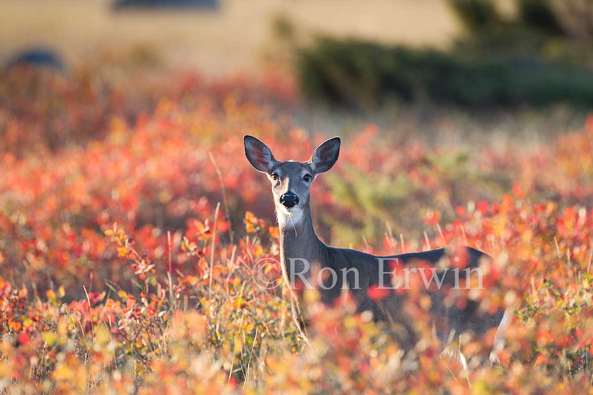 White-tailed Deer in Autumn
