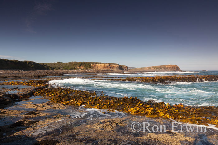 Curio Bay, New Zealand
