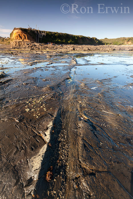 Jurassic Petrified Forest, NZ