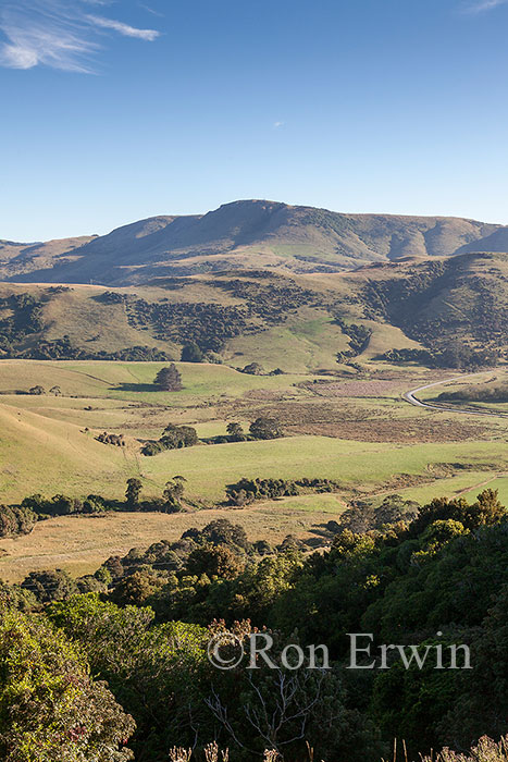 Hills and Pastures in NZ