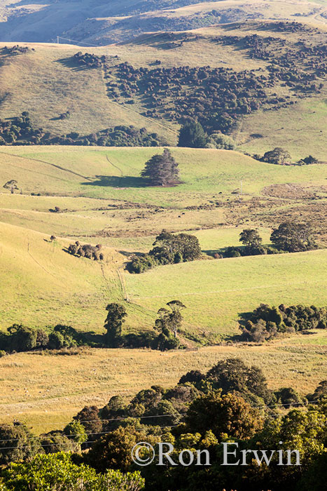 Hills and Pastures in NZ