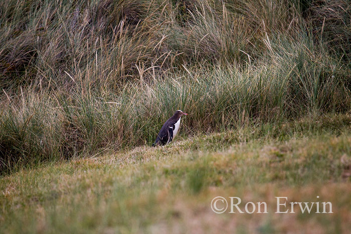 Yellow-eyed Penguin