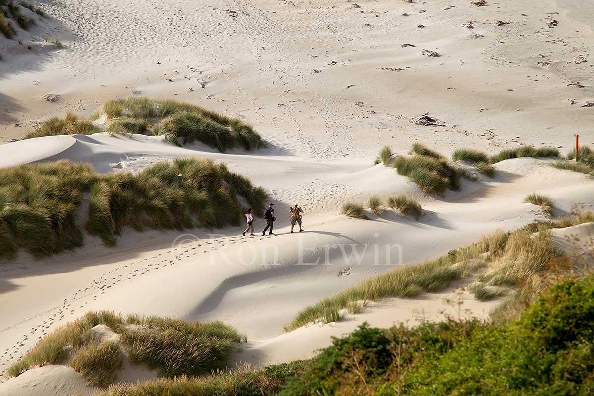 Sandfly Bay, New Zealand