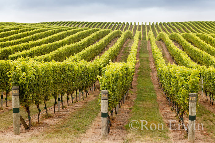 New Zealand Vineyards