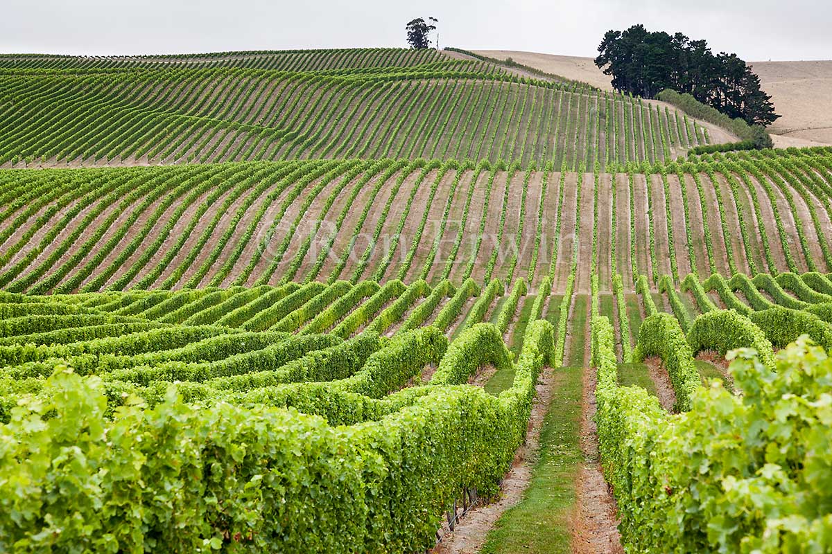 New Zealand Vineyards