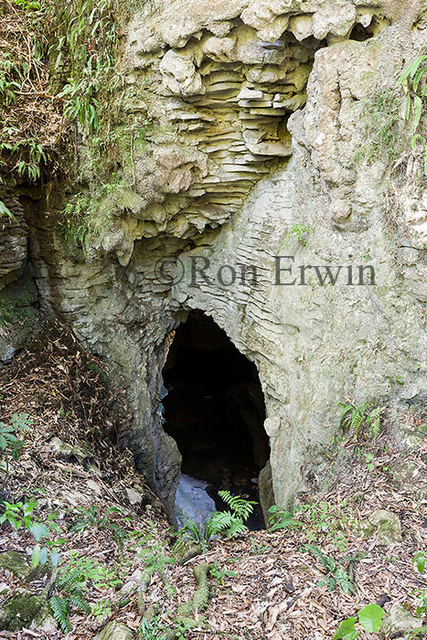 Ruakuri Natural Tunnel, NZ