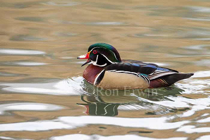 Male Wood Duck