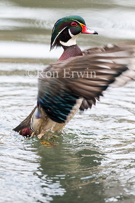 Male Wood Duck