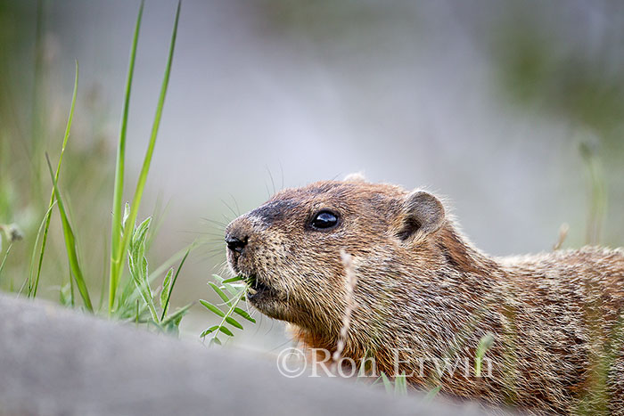 Groundhog