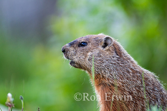 Groundhog