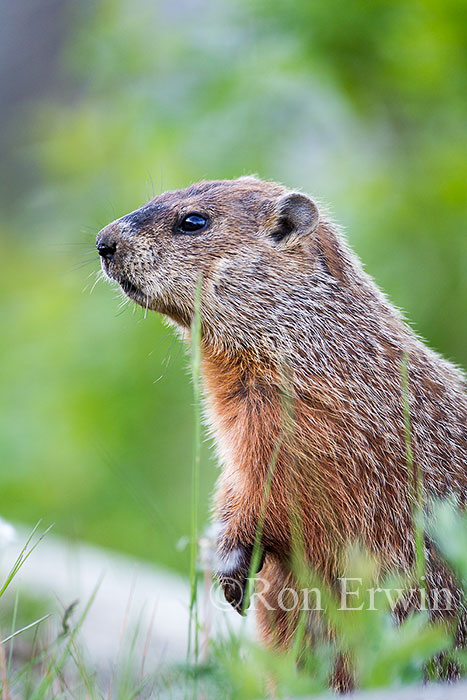 Groundhog